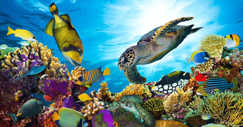 Natural Wonders: The Great Barrier Reef, Australia