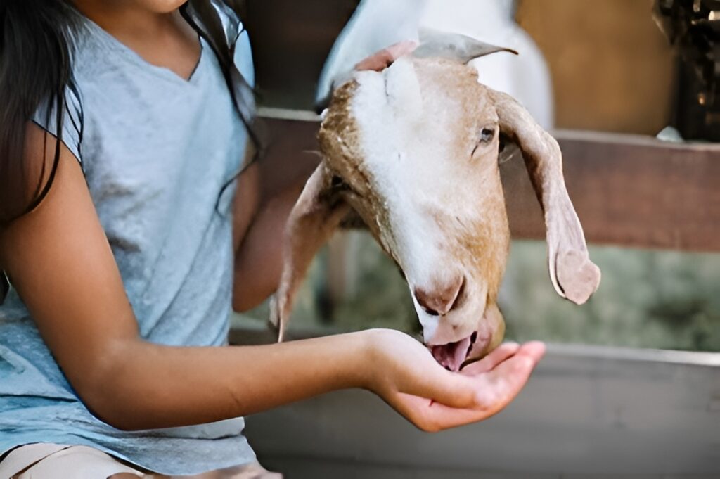 Strangest Superstitions: Eating Goat Meat & Growing Facial Hair