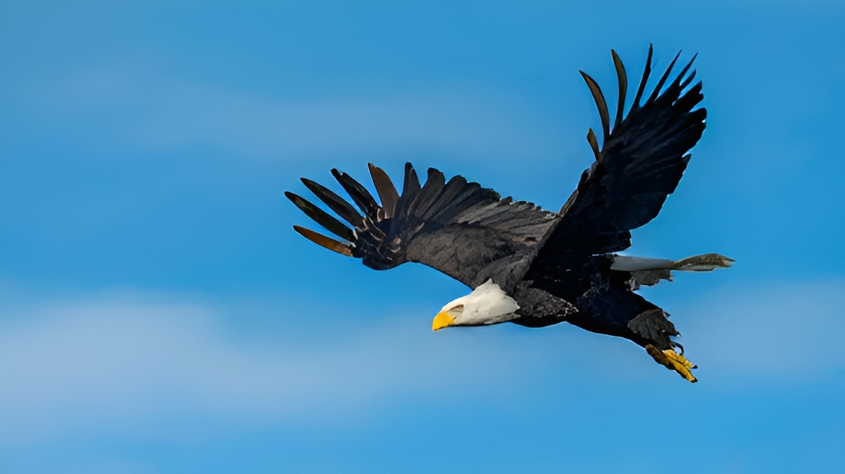 National Mascot of USA