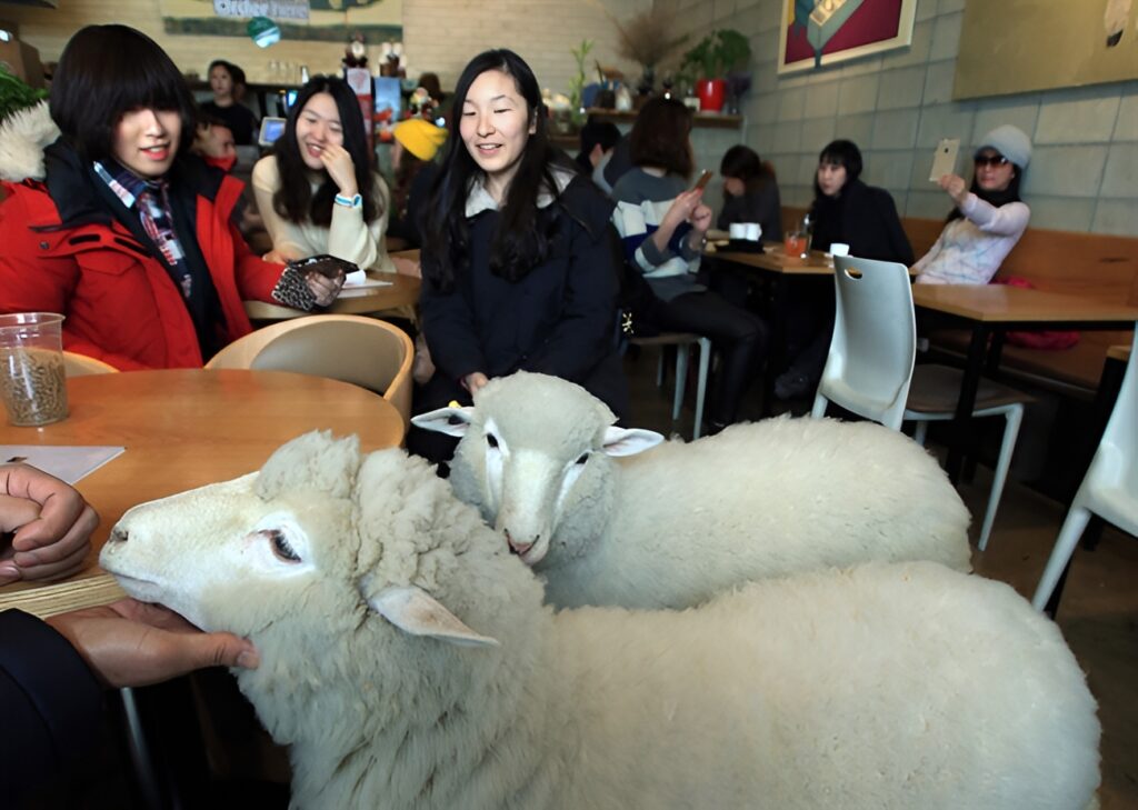 Things You Can Only Experience in Certain Countries: South Korea